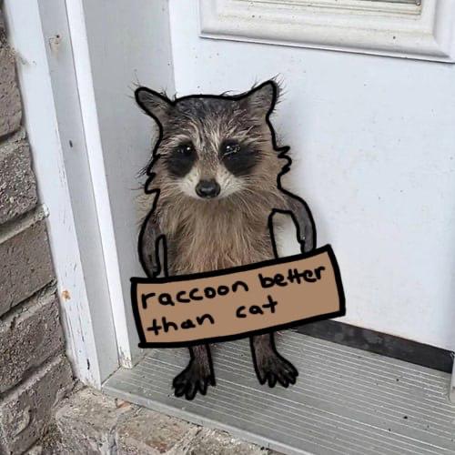 Bub with raccoon better than cat sign